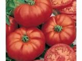 Tomates anciennes (1 Kg), 4,80€/Kg
